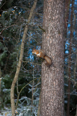 Naklejka na ściany i meble Squirrel on tree branch cone in mouth at winter day