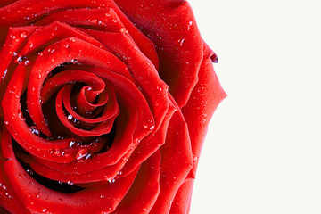 Red Rose  on isolated white background