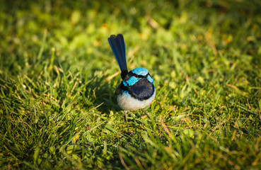 Close up of male Superb fairywren Blue Wren (Malurus cyaneus) famous Australian smal bird