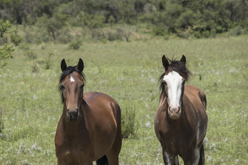 caballos mirando la cámara en el campo