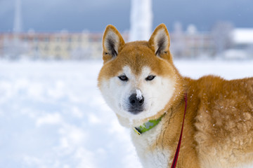 雪の中の柴犬ボン