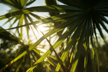Obraz na płótnie Canvas Palm leaves on a sunny day