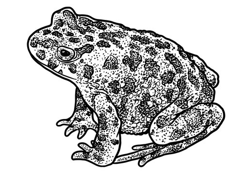 European green toad illustration, drawing, engraving, ink, line art, vector