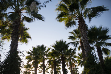 Obraz na płótnie Canvas Palms on the background of a blue sky