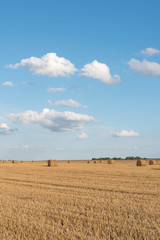 Fototapeta premium Straw rolls on agricultural field.