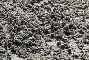 ghost crab or horn-eyed ghost crab or ocypode
