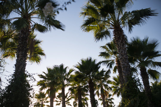 Palms on the background of a blue sky