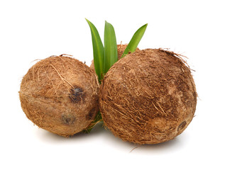 Coconut on white background
