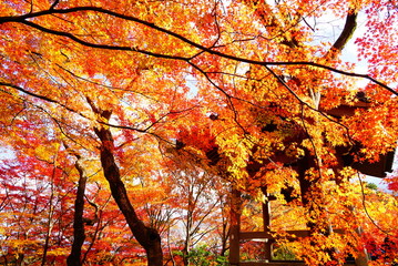 京都嵐山常寂光寺の紅葉