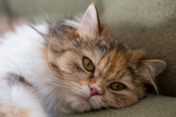 Portrait of a cat of Scottish breed