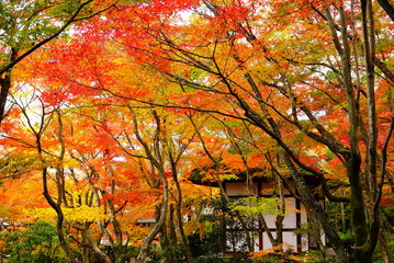 京都嵐山常寂光寺の紅葉