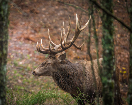 Red Deer Cervus Elaphus
