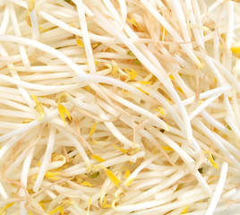 Bean Sprouts on  Background