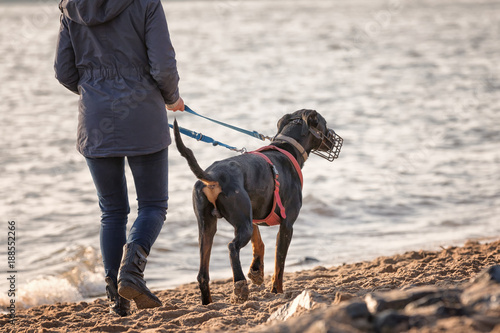 &quot;Hund mit Maulkorb&quot; Stockfotos und lizenzfreie Bilder auf