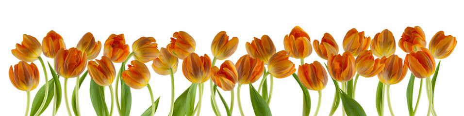 beautiful fresh tulips in a row isolated on white can be used as background