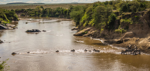 Zebras and wildebeest during migration from Serengeti to Masai Mara