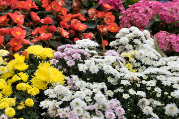 yellow & white chrysanthemum, red begonia, pink hydrangea flower in garden. blooming flora. flowerbed in park.