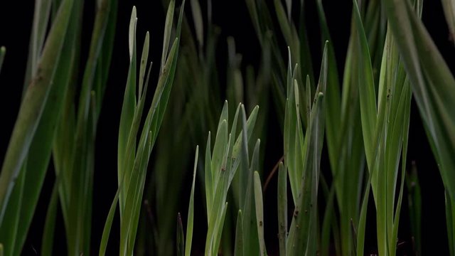 Schneegl&ouml;ckerl wachsen im WInter Fr&uuml;hling Zeitraffer 