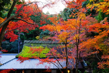 京都嵐山北嵯峨の紅葉
