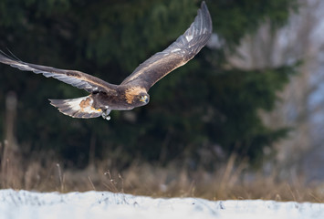 golden eagle flying over the winter meadow
