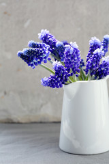 Grape hyacinth flowers in vase