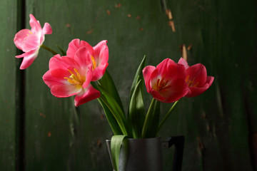 Fresh tulips in metal vase