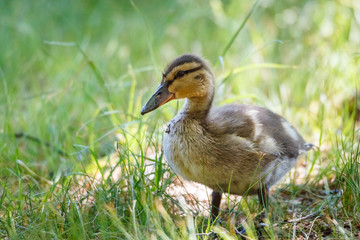 Young small duck standing in grass