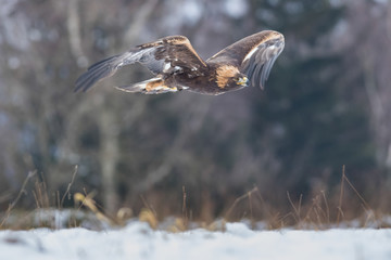 golden eagle flying over the winter meadow