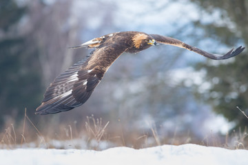 golden eagle flying over the winter meadow