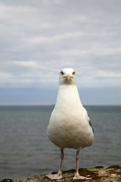 Coastel segull perched on a wall