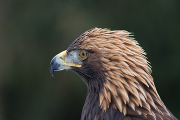 golden eagle male portrait
