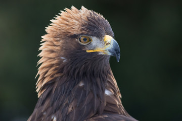 golden eagle male portrait