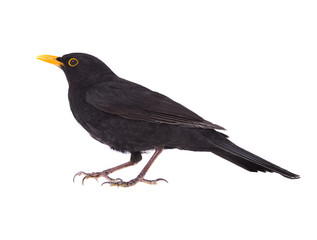 blackbird (Turdus merula)