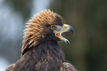 golden eagle male screaming portrait