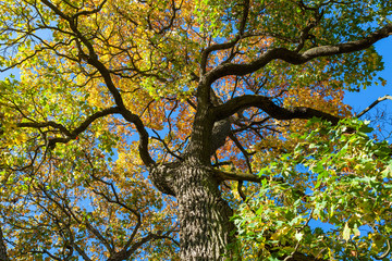 Autumn color maple foliage and blue sky