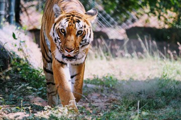 Royal walk of a Tiger 