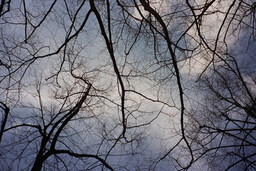 Tree branches and cloudy sky looking up in the forest