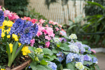 yellow chrysanthemum, purple hyacinth flower in garden. blooming flora. flowerbed in park.