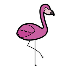 flamingo bird exotic animal image vector illustration