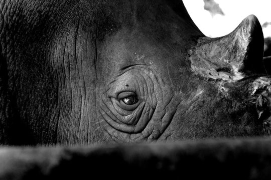 Close up in the rhino eye show sadness in the life.