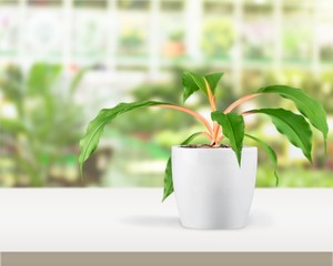 Fototapeta premium Flower on tablet.