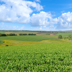 Picturesque green field and blue sky with light clouds.