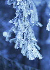 spruce twig covered with snow and hoarfrost in blue tones