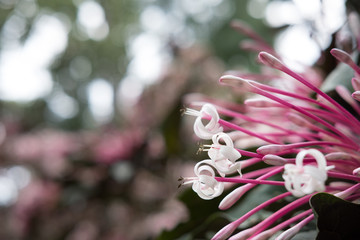 quezonia flower. winter starburst tree. Clerodendrum Quadriloculare. blooming flora in garden. pink...
