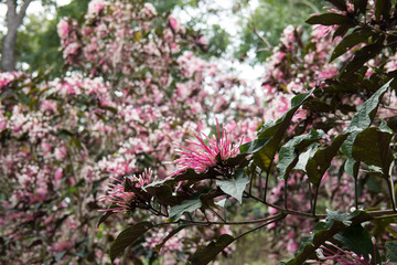 Fototapeta premium quezonia flower. winter starburst tree. Clerodendrum Quadriloculare. blooming flora in garden. pink blossom in park