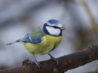 Eurasian blue tit (Cyanistes caeruleus)