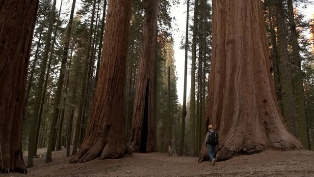 Caucasian Hiker Exploring Ancient Forest. Giant Redwood Sequoia Forest. United States of America