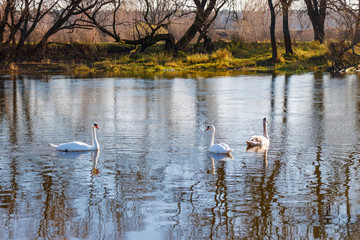 Naklejka na ściany i meble White swans family on the water surface of the river