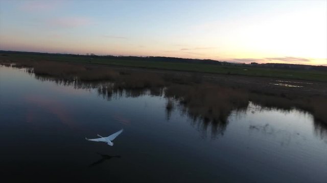 Aerial shot of swan in baie de somme, sunset