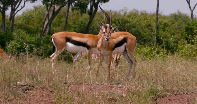 Thomson'S Gazelles Grazing; Maasai Mara Day 3; Maasai Mara, Kenya, Africa